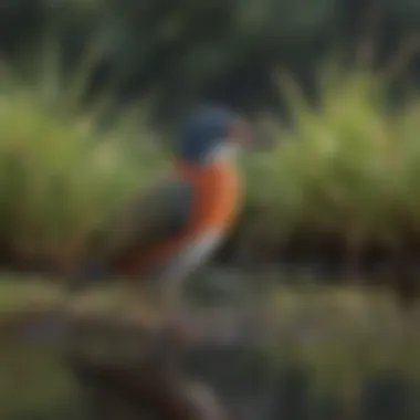 Coastal Wetlands Avian Splendor Colorful Avian Species in Vibrant Coastal Wetlands