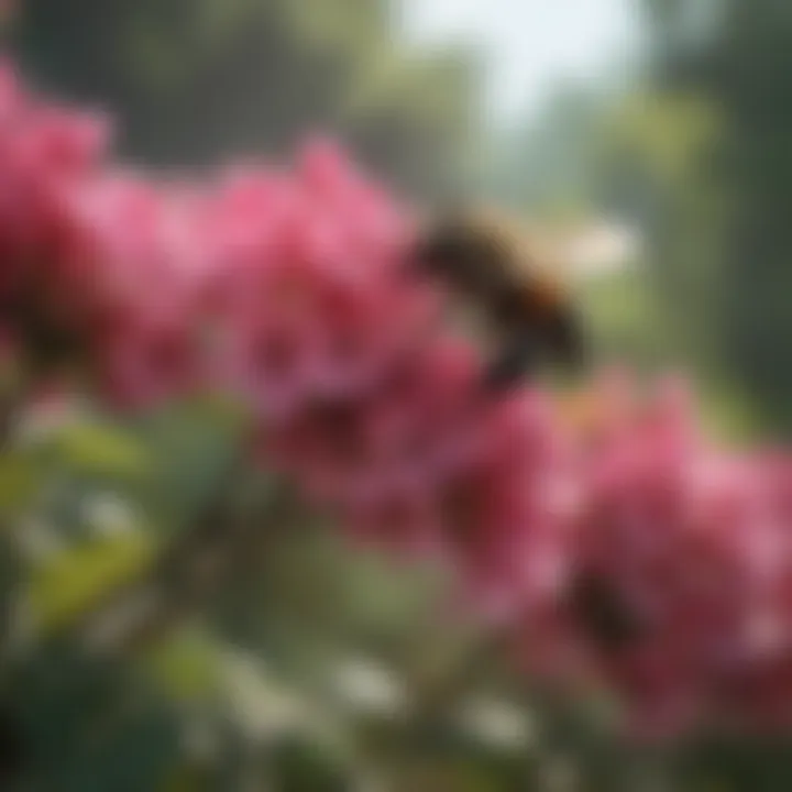 Colorful flowers of a flowering shrub attracting a variety of pollinators