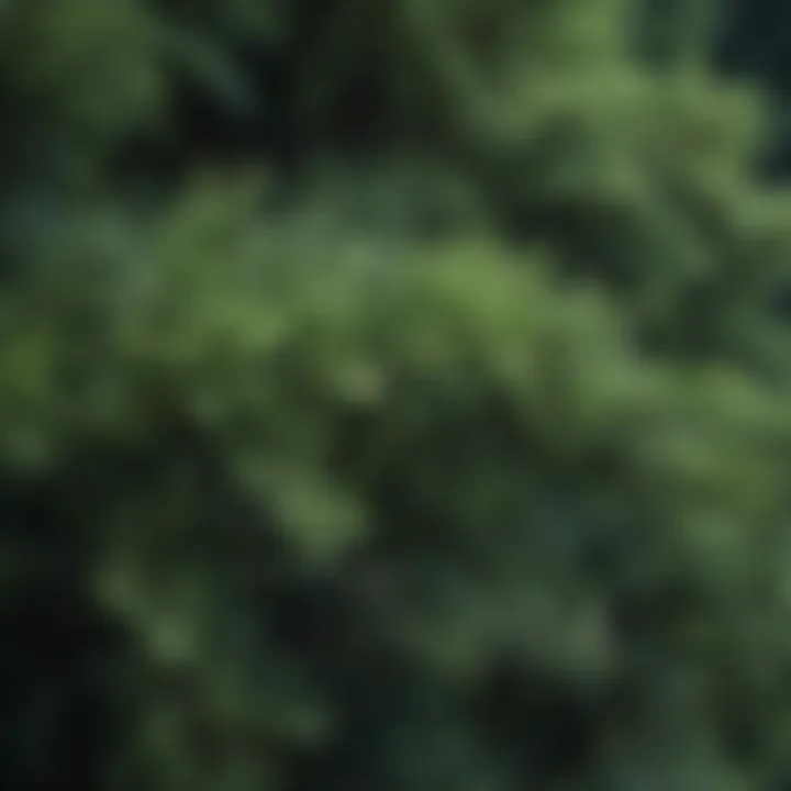 A close-up of evergreen shrubs showcasing their texture