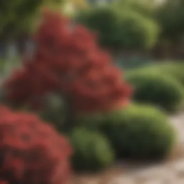 Diverse Shrub Species in Landscape Design Landscaped area featuring various shrub species