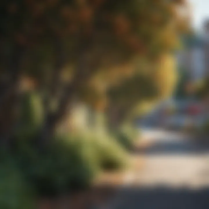 Shrubs contributing to urban biodiversity