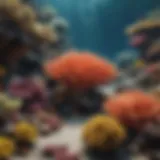 Colorful coral reef inhabited by diverse saltwater fish species