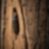 Close-up view of wood borer damage on timber