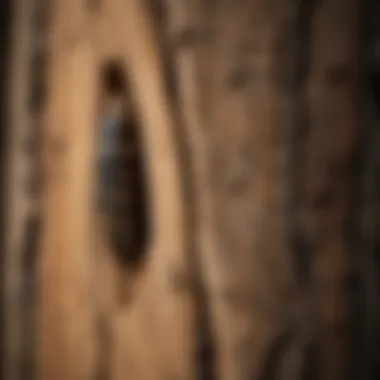 Close-up view of wood borer damage on timber