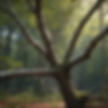 Proper way to identify branches for cutting on a tree