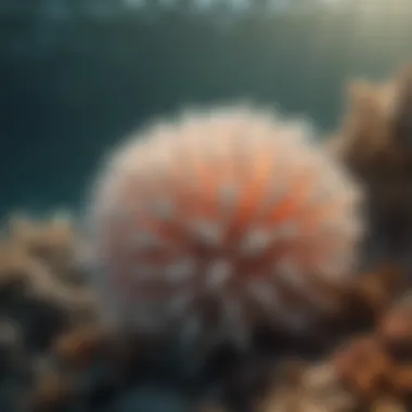 Coral Bleaching: Threatening Marine Biodiversity Coral bleaching endangering marine life