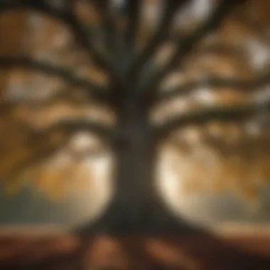 Assessment of a Majestic Oak Tree Majestic Oak Tree Being Evaluated