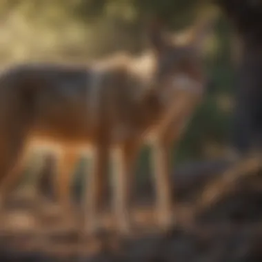 Coyote Pack Showing Hierarchical Behavior Coyote Pack Showing Hierarchical Behavior