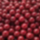 Vibrant Cranberry Complex on White Background