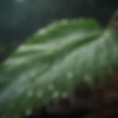 Crystal clear drop of water on a leaf