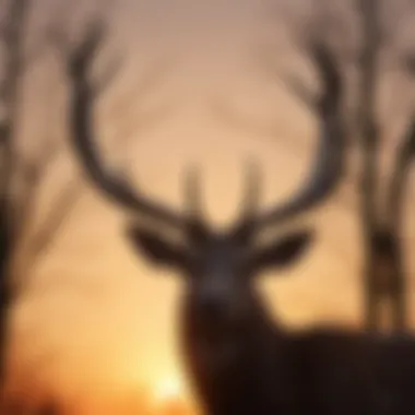 Silhouetted Elegance: Deer Antlers Against the Radiant Sunset Deer Antlers Silhouetted Against Sunset