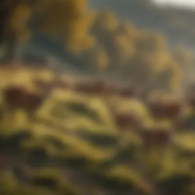 Deer Herd Grazing on Hillside