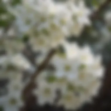 Delicate White Flowers on a Shade-Loving Tree