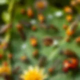 A diverse array of beneficial insects in a garden setting