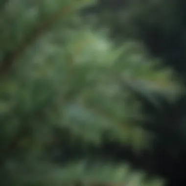 Close-up of pine needles glistening with dew