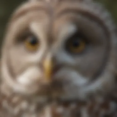 A close-up of a barred owl's striking facial features and plumage.