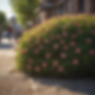 Ecological Benefits of Low Profile Flowering Shrubs in Public Spaces A diverse planting of low profile flowering shrubs contributing to a public landscape, illustrating their ecological benefits.