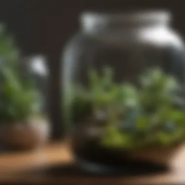 Artistic Terrarium Creation DIY Terrarium Featuring Miniature Ecosystem