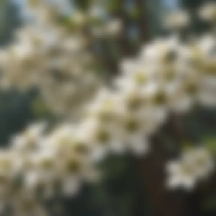 Elegant Dogwood Blossoms in Spring