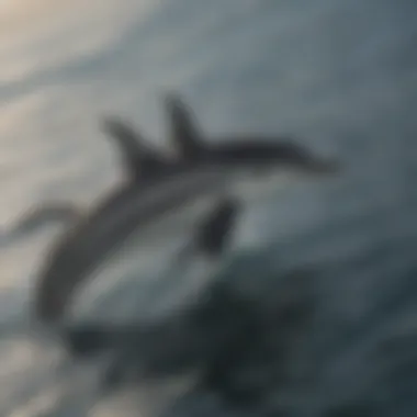 Energetic Common Dolphin Pod Energetic Common Dolphin Pod