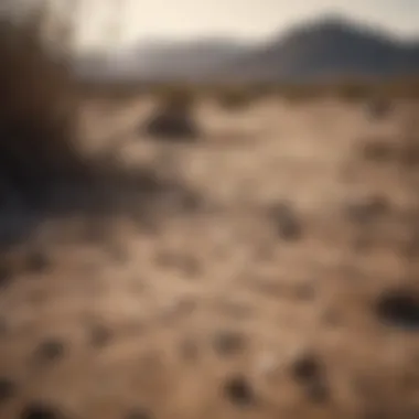 Barren Lands: A Grim Harvest Drought Effects on Agricultural Land