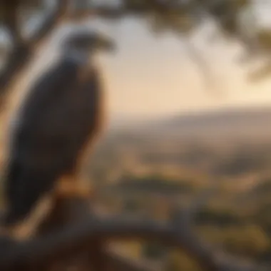 Eagle perched on a tree overlooking its migration route