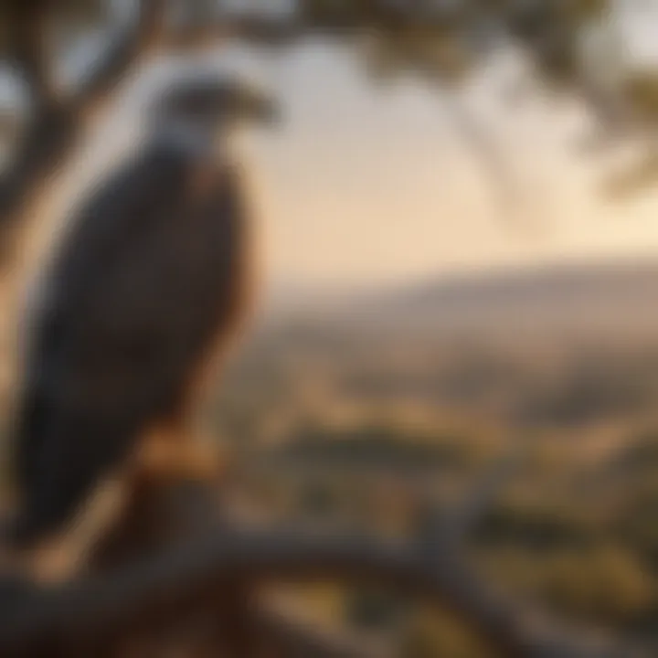 Eagle perched on a tree overlooking its migration route