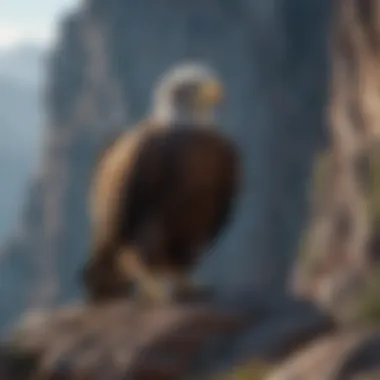 Regal Eagle in its Natural Habitat Eagle perched on a rugged cliff
