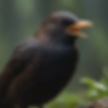 Understanding blackbird behavior for effective control