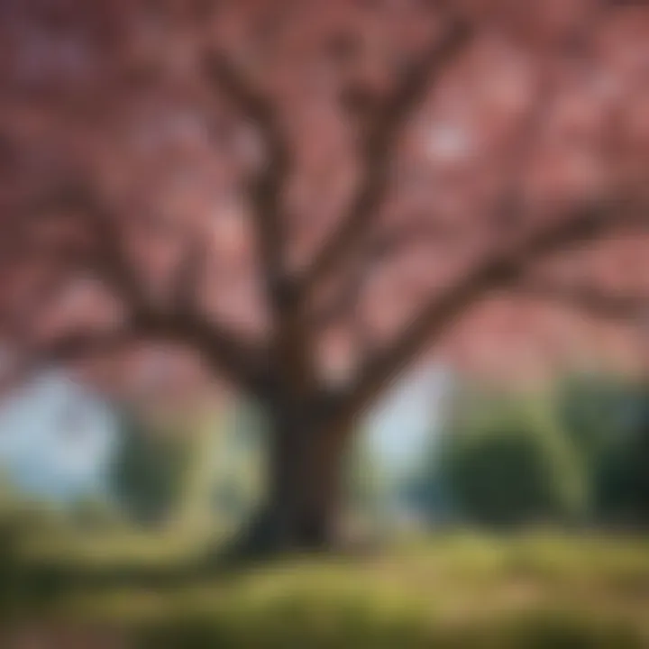 Healthy Tree in Blossom