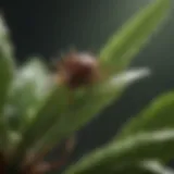 Close-up view of a healthy plant showing signs of tick infestation
