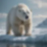 A polar bear struggling on a shrinking ice cap