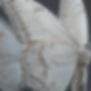 Close-up of the intricate patterns on the wings of a white butterfly