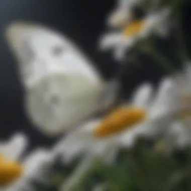 White butterfly delicately pollinating a vibrant flower