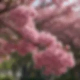 Elegant Pink Blossoms on a Canopy Tree