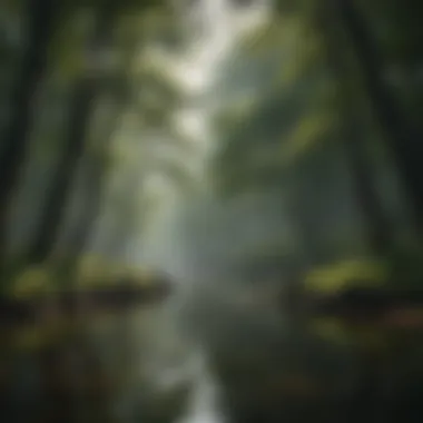 Enchanting Forest Canopy Enchanting Forest Canopy of Long Lake, NY