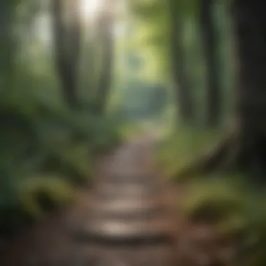 Enchanting Forest Path in Upstate NY Enchanting Forest Path in Upstate NY