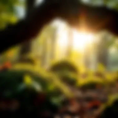 Reviving Natural Habitats Habitat restoration efforts in Indiana