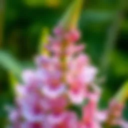 Unique flower species native to Indiana