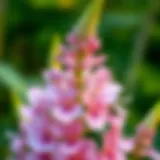 Endemic Flora of Indiana Unique flower species native to Indiana