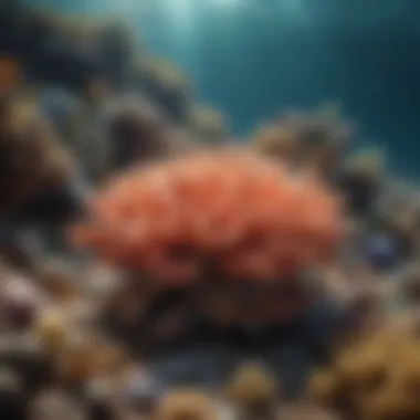 A serene view of a coral reef, highlighting the delicate ecosystem at risk.