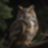 Majestic great horned owl perched on a tree branch at night