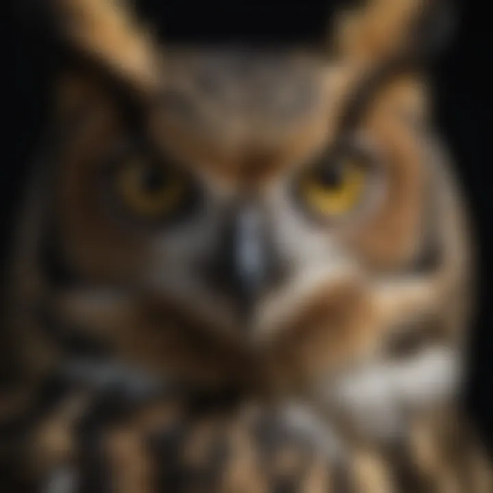 Close-up of a great horned owl's piercing yellow eyes in the darkness