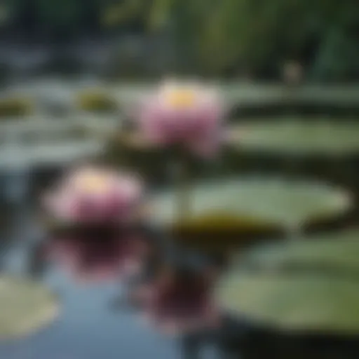 Glistening Water Lily in Pond