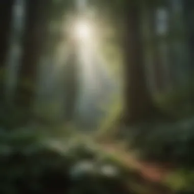 Ethereal Forest Canopy Majestic forest canopy with sunlight filtering through leaves