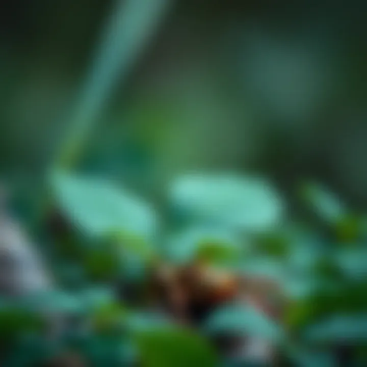 Evaluating the Optimal Ginseng: A Comprehensive Analysis Summary