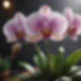Exotic Orchids in Full Bloom