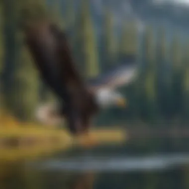 A majestic bald eagle soaring above a serene lake