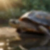 A serene turtle basking in the sun, showcasing its unique shell patterns.