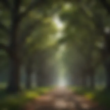 The Beauty of a Flourishing Tree Canopy A serene landscape featuring a flourishing tree canopy